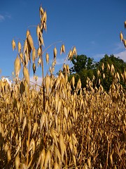 Image showing Oats