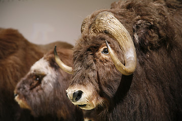 Image showing Bisons