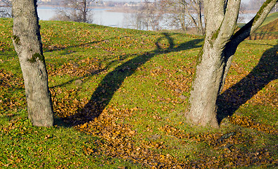 Image showing Lime tree trunks and fallen leaves in autumn. Lake