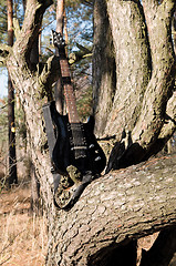 Image showing guitar on the tree