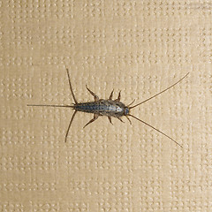 Image showing Firebrat insect