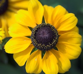 Image showing Yellow flower