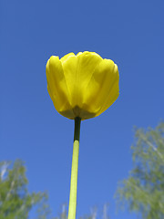 Image showing Yellow Tulip on blue-sky background