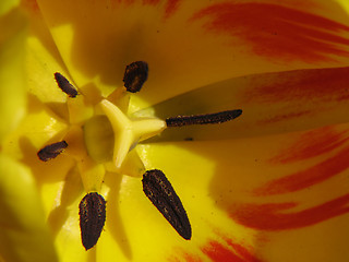 Image showing Close-up of yellow-red tulip