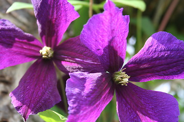 Image showing Close up of clematis