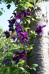 Image showing Clematis Jackmanii