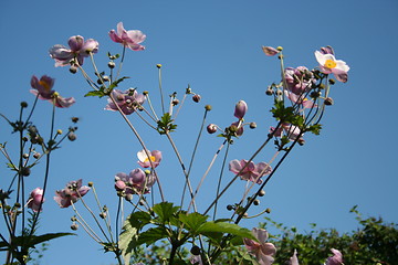 Image showing Autumn-anemones against blue sky