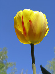 Image showing Yellow Tulip on blue-sky background