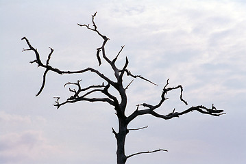 Image showing Stark dead tree against gray sky
