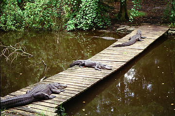 Image showing Three aligators laying on bridge