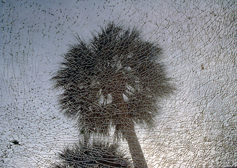 Image showing Two palm trees against shattered glass