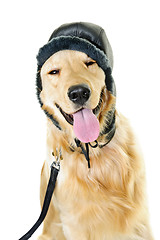 Image showing Golden retriever dog wearing winter hat