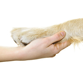 Image showing Human hand holding dog paw