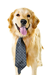Image showing Golden retriever dog wearing a tie