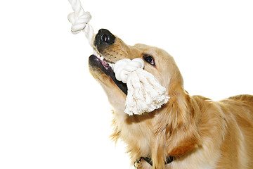 Image showing Golden retriever dog biting rope toy