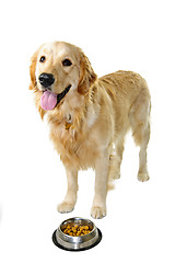 Image showing Golden retriever dog with food dish