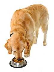 Image showing Golden retriever eating dog food