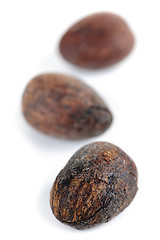 Image showing Shea nuts