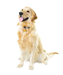 Image showing Golden retriever dog