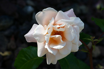 Image showing Pink Rose