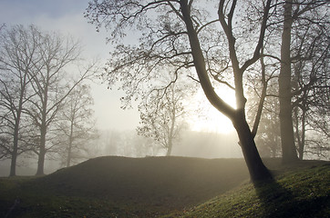 Image showing Old lime tree valley sunken in dense fog.