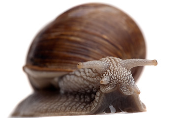 Image showing big snail