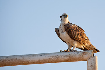 Image showing sitting hawk