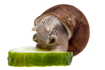 Image showing eating snail