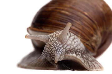Image showing snail portrait closeup