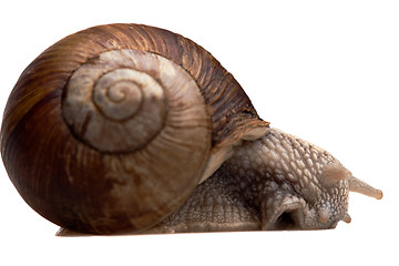 Image showing big snail in profile