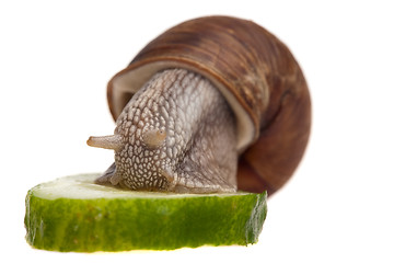 Image showing dinner for a snail