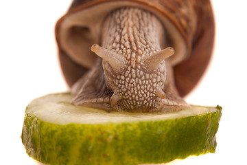 Image showing eating snail closeup