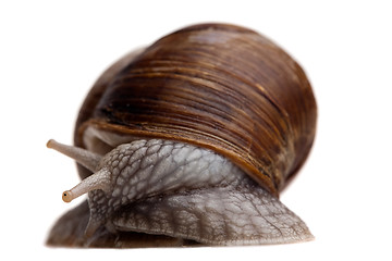 Image showing shy snail