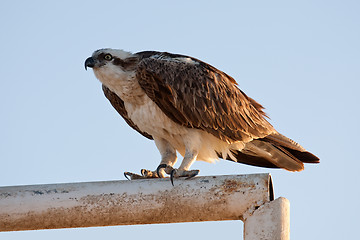 Image showing big fish hawk