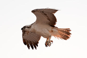 Image showing flying fish hawk