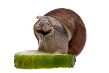 Image showing snail with a piece of cucumber