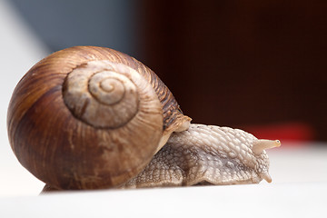 Image showing crawling snail