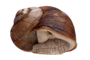 Image showing snail cochlea