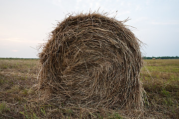 Image showing hay