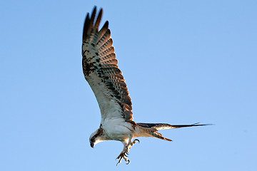 Image showing flying hawk