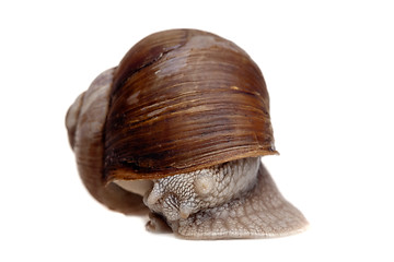 Image showing snail