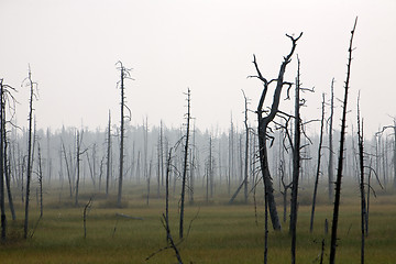 Image showing marsh