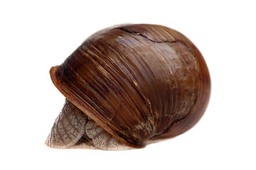 Image showing hidden snail