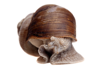 Image showing snail portrait closeup