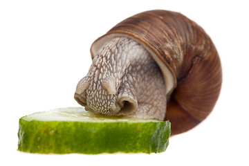 Image showing snail eating cucumber