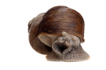 Image showing snail portrait