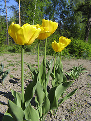 Image showing Yellow Tulips