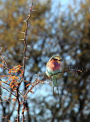 Image showing Bird on a Wire