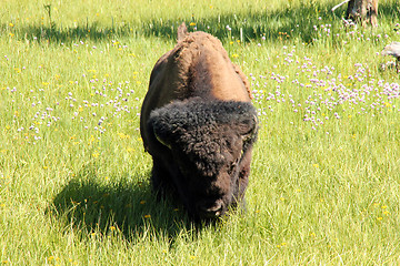 Image showing Bison Approaching