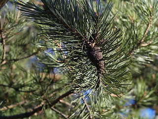 Image showing pine tree